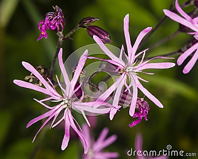 Ragged-Robin, Lychnis flos-cuculi, flowers detailed macro on bokeh background, selective focus, shallow DOF Stock Photo