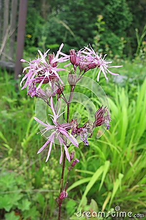 Ragged-Robin (Lychnis flos-cuculi) Stock Photo