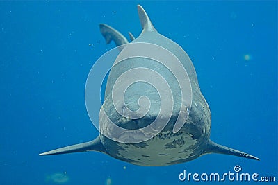 Ragged Tooth Shark Stock Photo