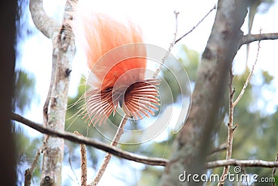 Raggiana Bird-of-paradise Stock Photo