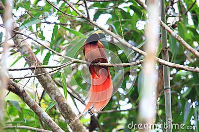 Raggiana Bird-of-paradise Stock Photo