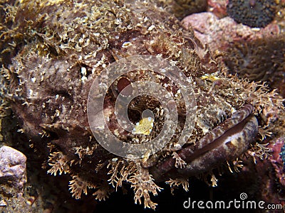 Raggy Scorpianfish - Scorpaenopsis venosa Stock Photo