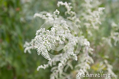 Ragweed Stock Photo