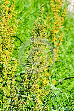 Ragweed Stock Photo