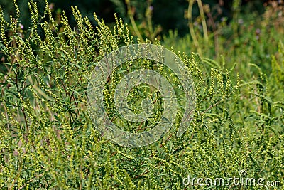 Ragweed plants (Ambrosia artemisiifolia) Stock Photo