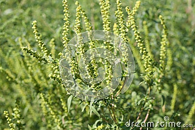 Ragweed plants Ambrosia artemisiifolia causing allergy Stock Photo