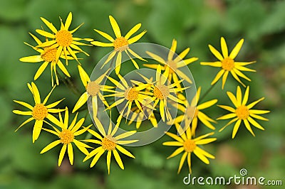 Ragwort Stock Photo