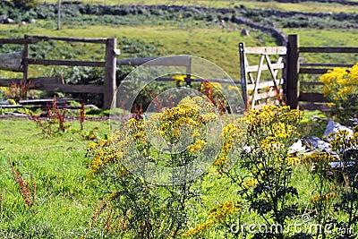 Ragwort-danger to horses. Stock Photo