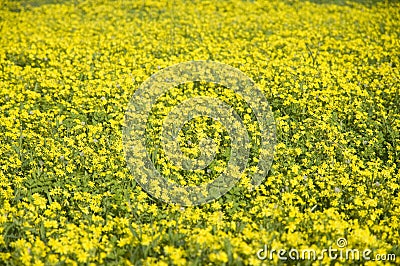 Ragwort field Stock Photo