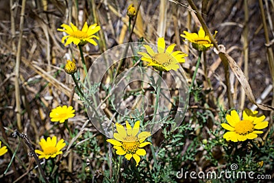 Ragwort Fields Forever Stock Photo