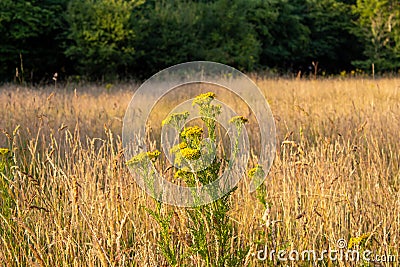 Ragwort growing in a field Stock Photo