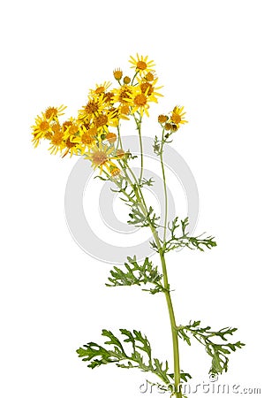 Ragwort Stock Photo