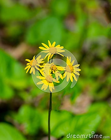 Close-up of a Group of Smallâ€™s Ragwort, Senecio smallii Stock Photo