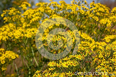 The ragwort, a wild plant with beautiful yellow flowers Stock Photo