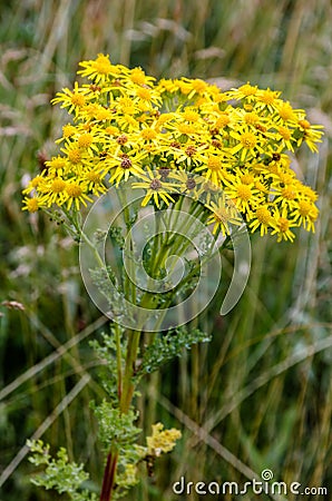 Ragwort wildflower Stock Photo