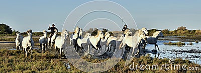 Raiders and Herd of White Camargue horses running Editorial Stock Photo