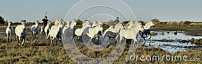 Raiders and Herd of White Camargue horses running Editorial Stock Photo