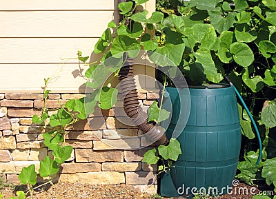 Rain Barrel Stock Photo