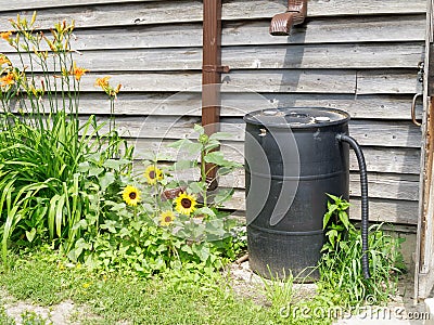 Rain Barrel Stock Photo