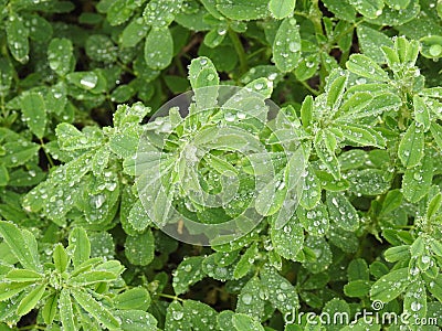 Rain Beaded Beauty Stock Photo