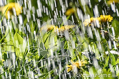 Rain dandelion drops background meadow Stock Photo