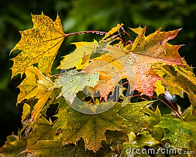 Rain Drenched Autumn Leaves Stock Photo