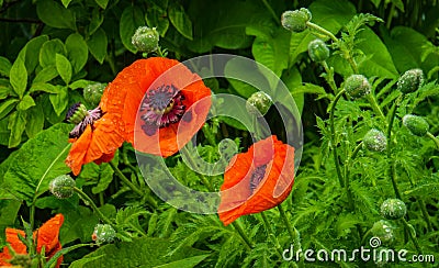 orange oriental poppies Stock Photo