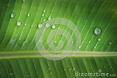 Rain drop on banana leaf background with Stock Photo