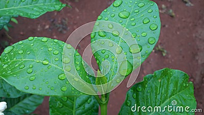 Rain drop Stock Photo