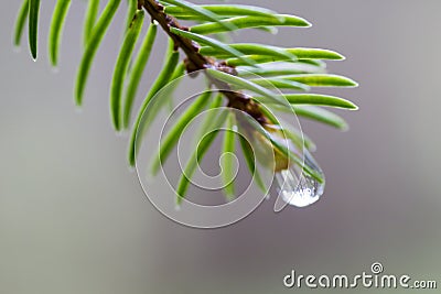 Rain drop at the end of branch Stock Photo