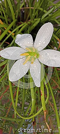 Rain drop flower Stock Photo