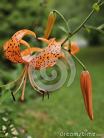 Rain drop giving life Stock Photo