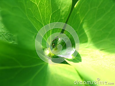 Rain drop on a green leaf Stock Photo