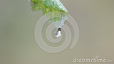 Rain drop Stock Photo