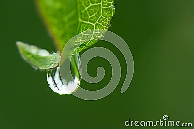 Rain drop on a leaf Stock Photo