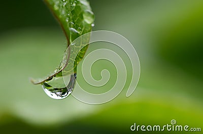 Rain drop on a leaf Stock Photo