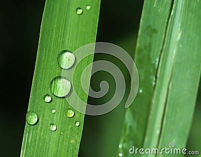 Rain droplets on lemongrass Stock Photo
