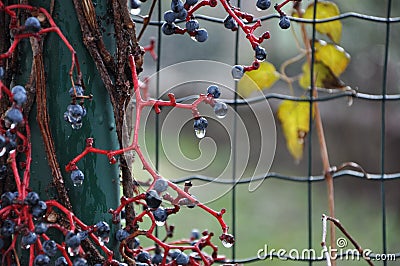 Rain droplets on wild blue berries defrost metal wire. Stock Photo