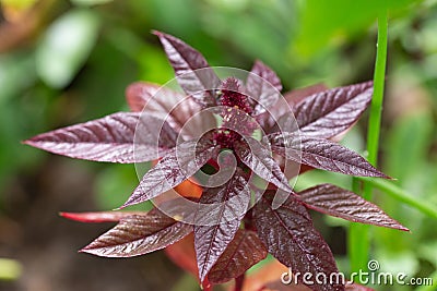 rain drops on burgundy flower leaves, flora and botany Stock Photo