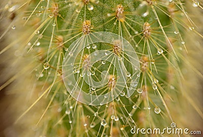 Rain drops on cactus Stock Photo