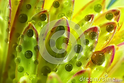 Rain drops on the flower Stock Photo