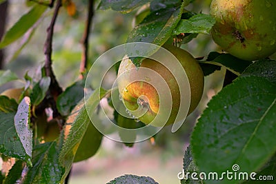 Rain drops on green brown apple hanging from a tree at sunset Stock Photo