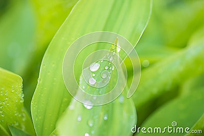 Rain drops on the green leaves of lilies of the valley Stock Photo