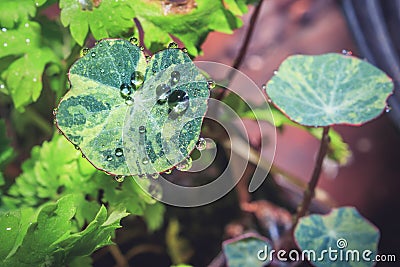 Rain drops on green Tropaeolum magus garden nasturtium plant in the early morning Stock Photo