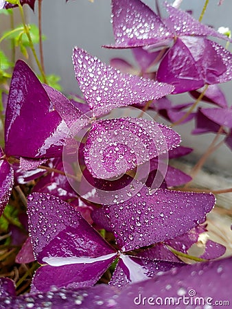 rain drops on the leaves of a oxalis butterfly plant Stock Photo