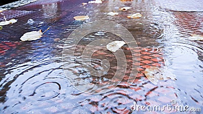 Rain drops leaves ripples autumn b Stock Photo