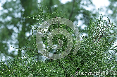 Rain drops in needles of a redwood tree Stock Photo