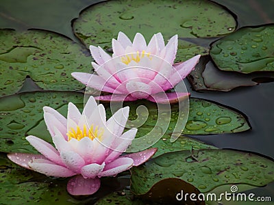 Rain drops on the petals of the lotuses Stock Photo