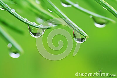 Rain drops on pine needles Stock Photo