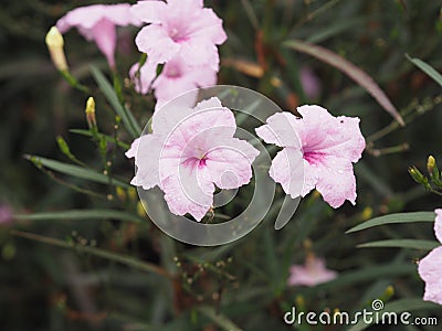 Rain drops on pink flower Waterkanon, Watrakanu, Minnieroot, Iron root, Feverroot, Popping pod, Cracker plant, Trai-no, Toi ting Stock Photo